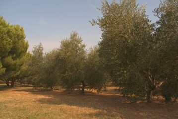 Obraz na płótnie Canvas Olive Trees Novigrad Croatia October