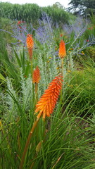 orange rote Fackellilie Kniphofia und lila blau Perowskien Perovskia blühen im Staudenbeet. 
Buntes farbenfrohes Beet im Garten.