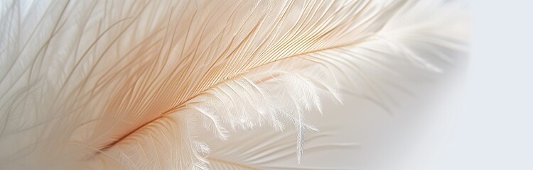 single bird feather isolated on a white background