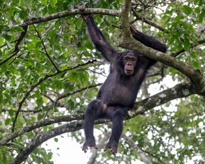 Chimpanzee (Pan troglodytes), Kibble National Park, Uganda, Africa