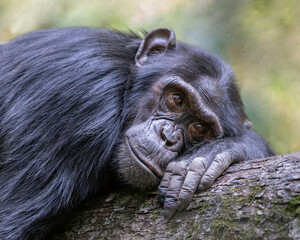 Chimpanzee (Pan troglodytes), Kibble National Park, Uganda, Africa