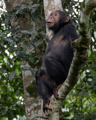 Chimpanzee (Pan troglodytes), Kibble National Park, Uganda, Africa