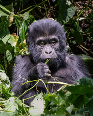 Mountain Gorilla (Gorilla beringei), Bwindi Impenetrable Forest, Uganda, Africa  © TomIngramPhotography