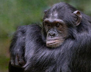 Chimpanzee (Pan troglodytes), Kibble National Park, Uganda, Africa