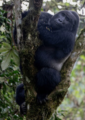 Mountain Silverback Gorilla (Gorilla beringei), Bwindi Impenetrable Forest, Uganda, Africa 