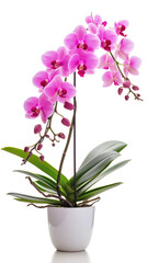 A stunning display of vibrant pink orchids with lush green leaves, potted in a simple white container, isolated on a white background.