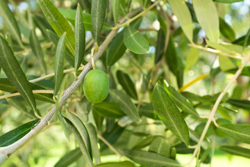 Olive grow on the branch, closeup. Olive-tree background for publication, design, poster, calendar,...