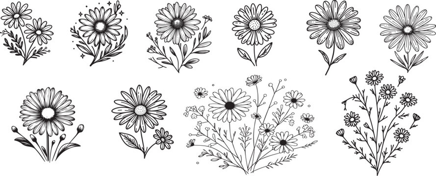 hand drawing Set of daisy flowers, 10 styles without background isolated. vector illustration.
