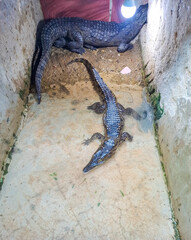 Crocodile. Pet Animal in Nubian Village in Egypt