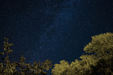 Starry night sky with tree foliage in foreground. The stars are numerous and densely scattered,...