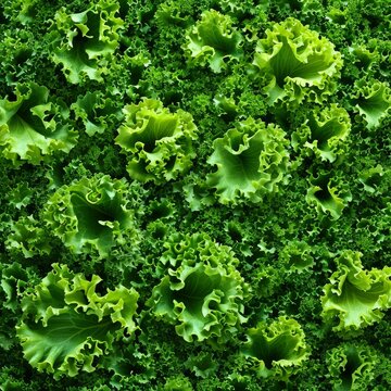 realistic Background of fresh lettuce arranged together on whole image 