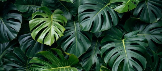 Many lush Monstera leaves create a stunning natural backdrop for design purposes.