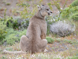 Puma (P concolor) of Torres del Paine, Patagonia, Chile