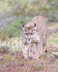 Puma (P concolor) of Torres del Paine, Patagonia, Chile