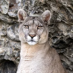 Outdoor kussens Puma (P concolor) of Torres del Paine, Patagonia, Chile © Tom