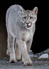 Puma (P concolor) of Torres del Paine, Patagonia, Chile