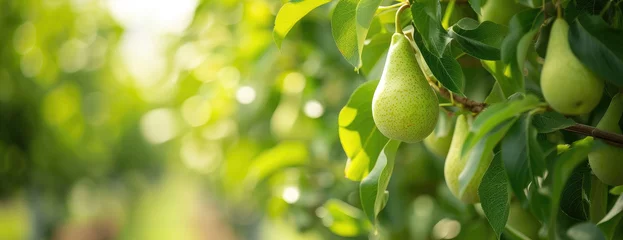 Foto op Canvas green pears on tree background with copy space  © Clemency