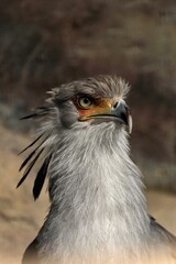 かっこいいヘビクイワシの横顔