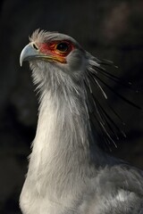 見上げるヘビクイワシのポートレート