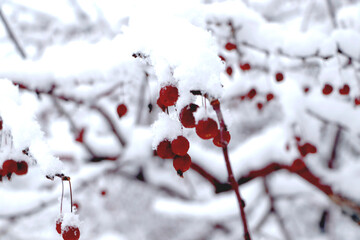 Red berries in snow