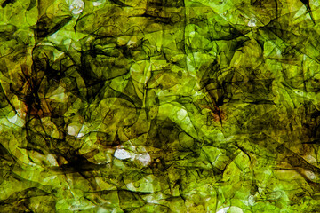 Detailed texture of pressed seaweed. Green dried seaweed with drops and fibers, macro photography of seaweed