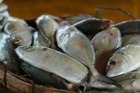 the appearance of fresh fish just harvested from the Indonesian sea