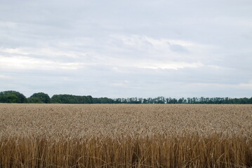 Wheat field with shoots. Under a gray cloudy sky there is a wide field sown with wheat. The grain has grown and turned yellow. The ears of corn have filled up and are ready to be harvested.