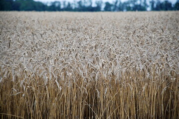 Cultivated wheat cereals. Under a gray cloudy sky there is a wide field sown with wheat. The grain...