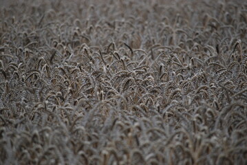 Cultivated wheat cereals. The planted wheat seeds grew in the spring. The grain grew and turned yellow, ears with new seeds appeared on thin long stems. The harvest is ripe and ready to be harvested.