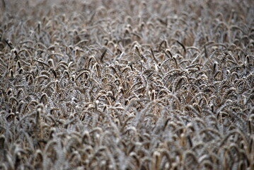 Cultivated wheat cereals. The planted wheat seeds grew in the spring. The grain grew and turned yellow, ears with new seeds appeared on thin long stems. The harvest is ripe and ready to be harvested.