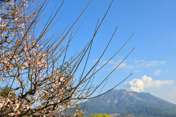 Sakura Blossom with Sakurajima in the Background, Kagoshima, Japan