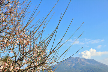 Sakura Blossom with Sakurajima in the Background, Kagoshima, Japan