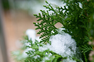 Snow on a green pine tree with blurry background — Photo