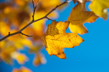 A beautiful orange leaf with a clear blue sky on the background — Photo - Powered by Adobe