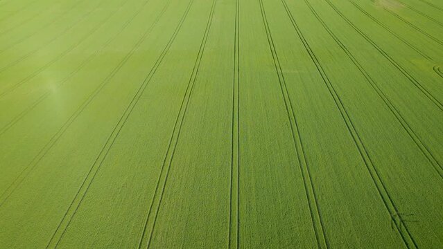 AERIAL: Amazing view of a huge wheat field with a pattern of tractor tracks. Vibrant color of thriving crop plants in English countryside. Green agricultural field with straight traces of farm vehicle