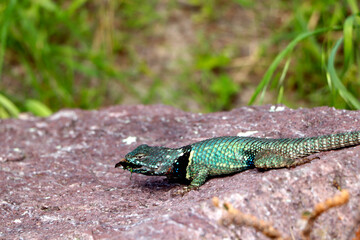 Lizard on the tree