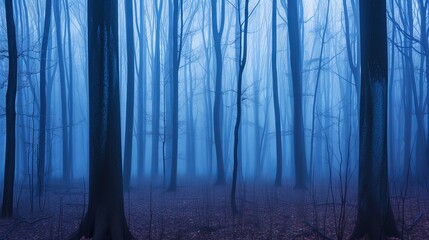 Obraz premium night in the forest