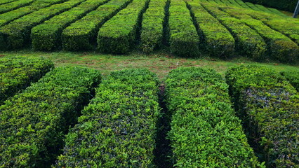 Fototapeta na wymiar Harvesting rows texture environment closeup. Green tea plantation lines growing