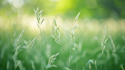 Blurry Photo of Grass in a Field