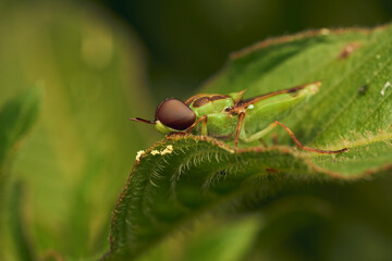 Green soldier fly perched on a leaf Hedriodiscus Pulcher