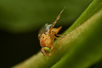 Small yellow fly perched on a green leaf.