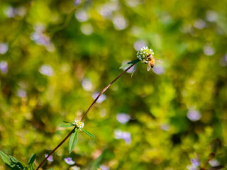 dragonfly on a flower