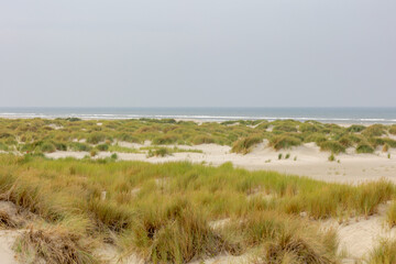 Fototapeta na wymiar White sand beach at north sea coast, European marram grass (beach grass) on the dune, Ammophila arenaria is a species of grass in the family Poaceae, Dutch Wadden Sea island, Terschelling, Netherlands