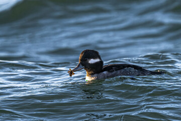 Female Bufflehead (Bucephala albeola) in the Puget Sound with Fresh Catch