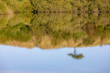 Upside down one tree on the hill and reflection on the water, Landscape view of the dunes, Pond or lake on Dutch Wadden Sea island Terschelling, A municipality and an island in Friesland, Netherlands.