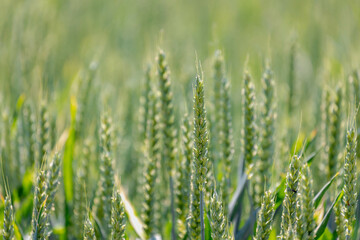 Selective focus of rye grain on the field, Texture of young ears of green wheat in the farmland in...