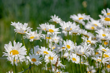 Selective focus of white flowers Leucanthemum maximum in the garden, Shasta daisy is a commonly grown flowering herbaceous perennial plant with the classic daisy appearance, Nature floral background.