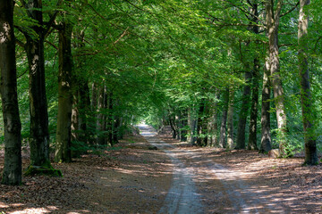 Gravel nature path through the trees along the side, The Pieterpad is a long distance walking route...