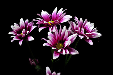 A Sprig of Purple Chrysanthemum Flower