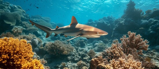 Whitetip reef shark found beneath coral reef. - obrazy, fototapety, plakaty